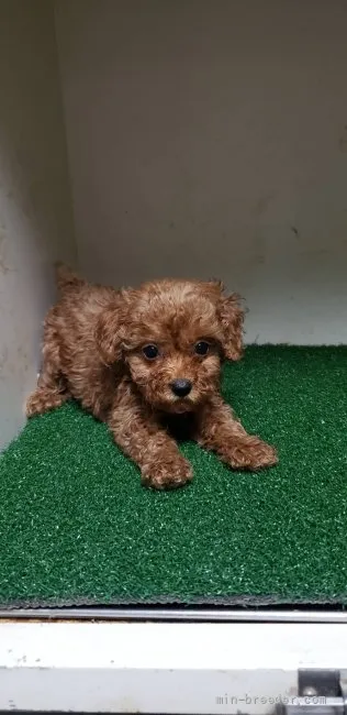 ID：2110-01653の子犬