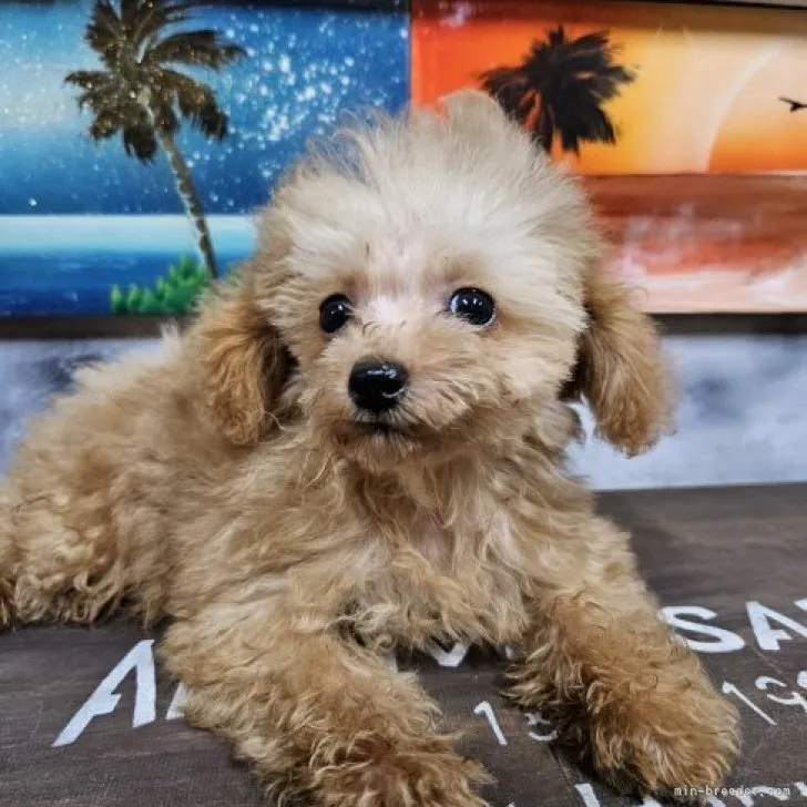 ID：2309-00200の子犬