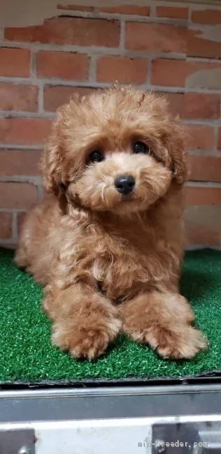 ID：2103-01673の子犬