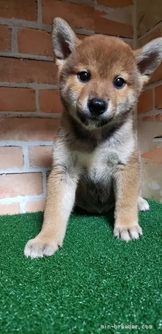 ID：2109-01695の子犬