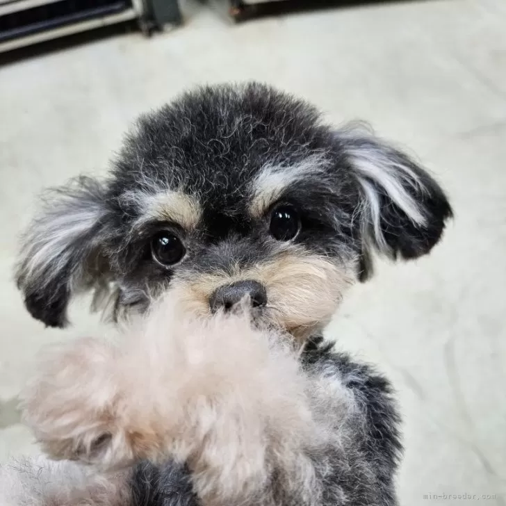 ID:2402-01857の子犬