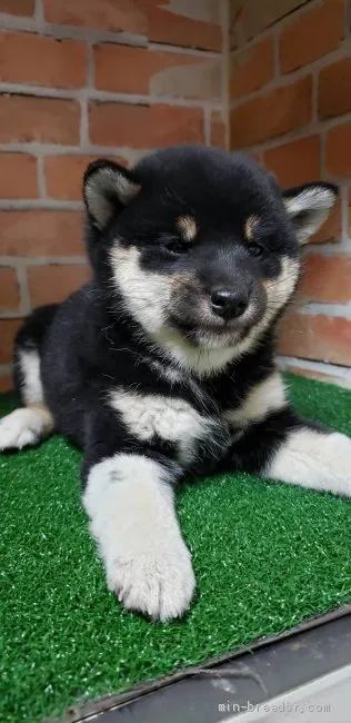 ID：2104-02161の子犬