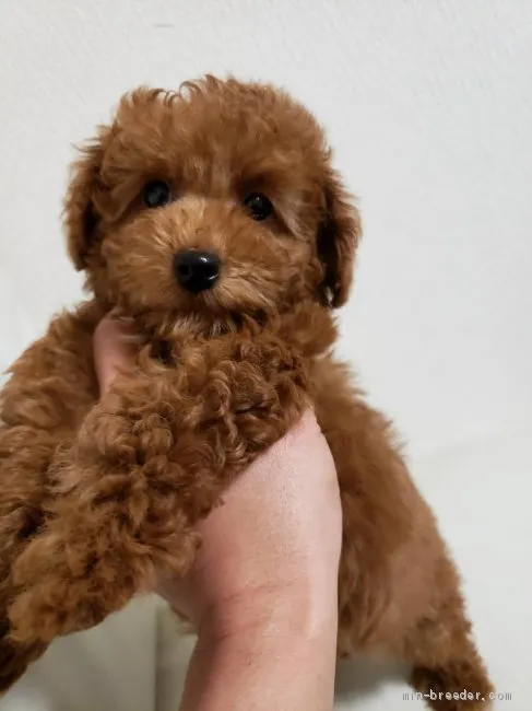 ID:2002-00961の子犬