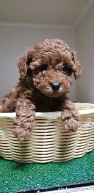 ID：2111-01878の子犬