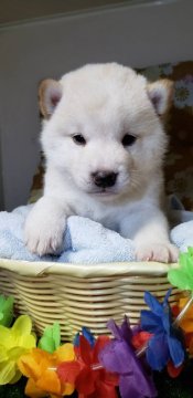 柴犬(標準サイズ)【兵庫県・男の子・2022年3月6日・白】の写真「男前な白の男の子(^o^)」