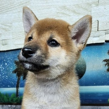 柴犬(標準サイズ)【兵庫県・男の子・2024年8月13日・赤】の写真「綺麗なワンちゃんです☺️実物はもっと良いですよ😊」