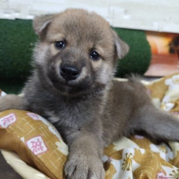 柴犬(標準サイズ)【兵庫県・男の子・2023年6月14日・赤】の写真「少し小ぶりなボクちゃんです(^｡^)」