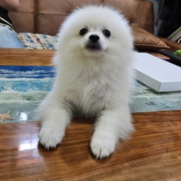 ポメラニアン【兵庫県・女の子・2024年5月16日・ホワイト】の写真「仔犬ですがご家族決まって欲しいのでセールします」