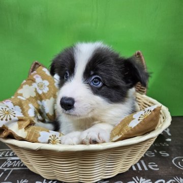 ボーダーコリー【兵庫県・女の子・2024年7月20日・ブルー&ホワイト】の写真「カラーとパターンの綺麗なブルーの女の子です☺️」
