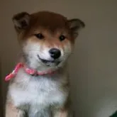 柴犬(標準サイズ)【兵庫県・女の子・2022年11月5日・赤】の写真1