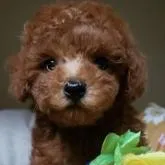 タイニープードル【兵庫県・女の子・2022年7月2日・レッド】の写真1