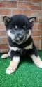 柴犬(標準サイズ)【兵庫県・男の子・2021年3月3日・黒】の写真4