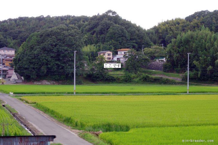 沼田川側道より撮影。｜高丸　光三(たかまる　こうぞう)ブリーダー(広島県・柴犬・日本犬保存会登録)の紹介写真10