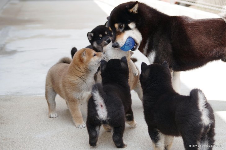 高丸　光三(たかまる　こうぞう)ブリーダー(広島県・柴犬・日本犬保存会登録)の紹介写真8