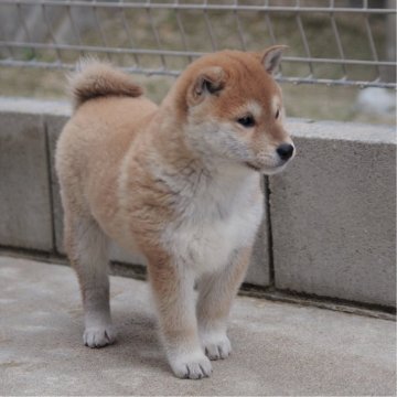 柴犬(標準サイズ)【広島県・女の子・2025年1月1日・赤】の写真「可愛い女の子」