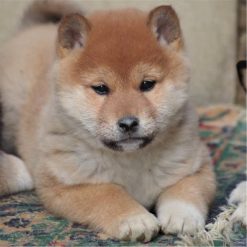 柴犬(標準サイズ)【広島県・男の子・2024年12月24日・赤】の写真「元気な男の子」