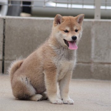 柴犬(標準サイズ)【広島県・女の子・2024年2月24日・赤】の写真「元気な女の子(長女)」