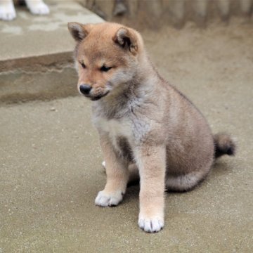 柴犬(標準サイズ)【広島県・男の子・2024年2月24日・赤】の写真「元気な男の子(長男)」