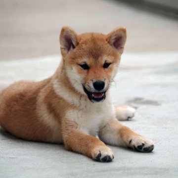 柴犬(標準サイズ)【広島県・男の子・2023年7月4日・赤】の写真「小振りな赤柴くん」