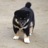 柴犬(標準サイズ)【広島県・女の子・2023年6月27日・黒】の写真4「令和5年8月1日 撮影　(生後30日)」