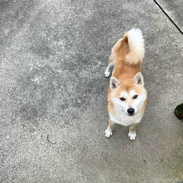 ID:2501-03631の子犬