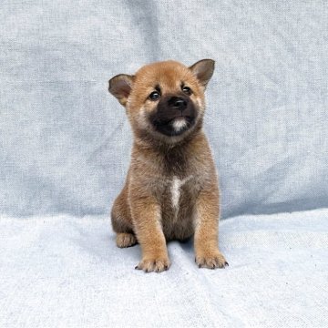 豆柴【奈良県・男の子・2025年6月2日・赤】の写真「凛とした豆柴ちゃん❣️」