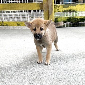 柴犬(豆柴)【奈良県・男の子・2025年6月2日・赤】の写真「凛とした豆柴ちゃん❣️」