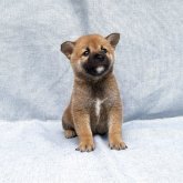 柴犬(豆柴)