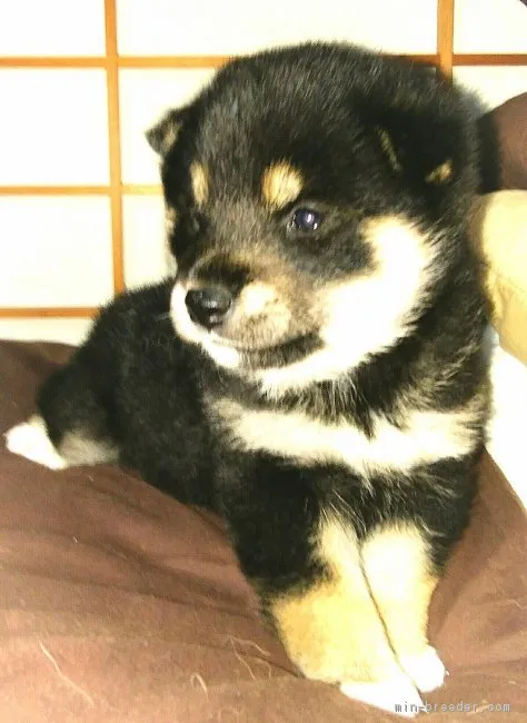 ID：1711-01433の子犬