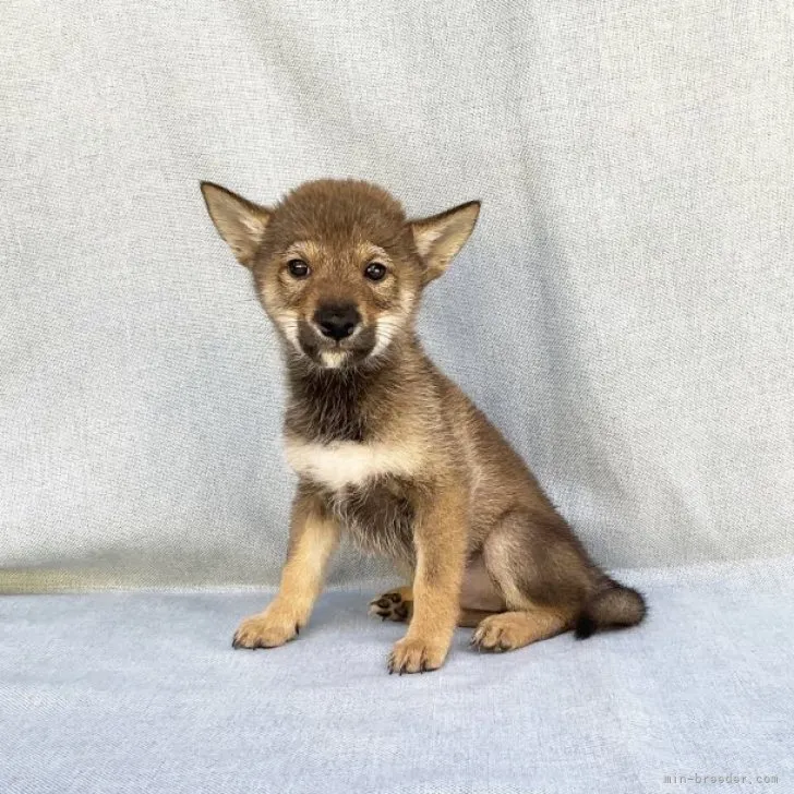ID：2308-05894の子犬