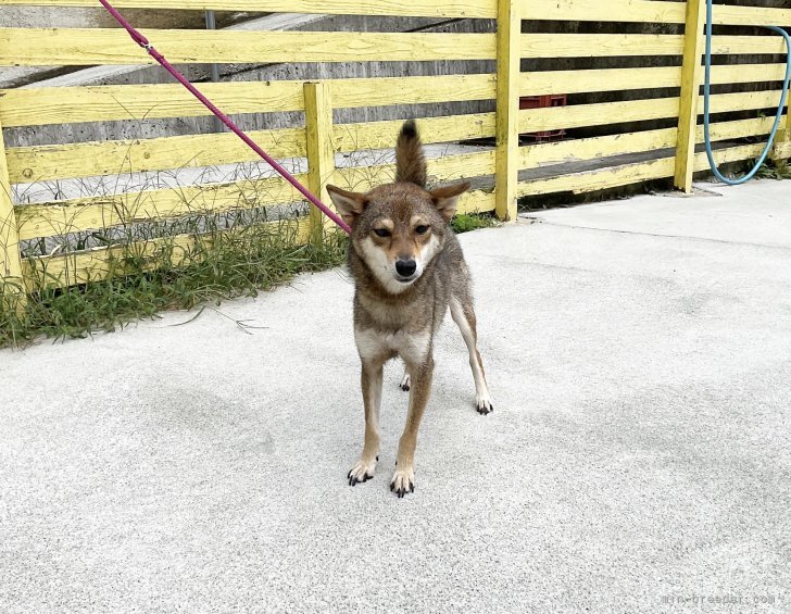 豆柴【・女の子・2022年2月19日・胡麻】