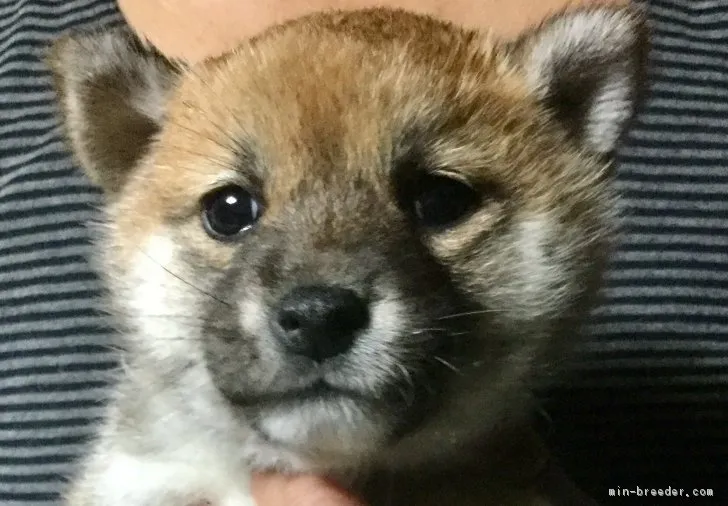 ID:1803-01092の子犬