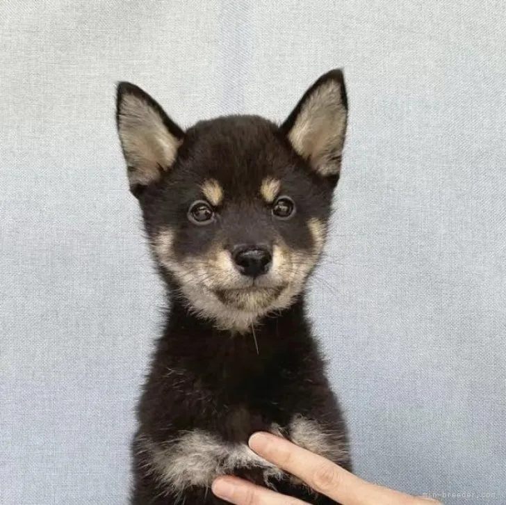 ID:2302-01880の子犬