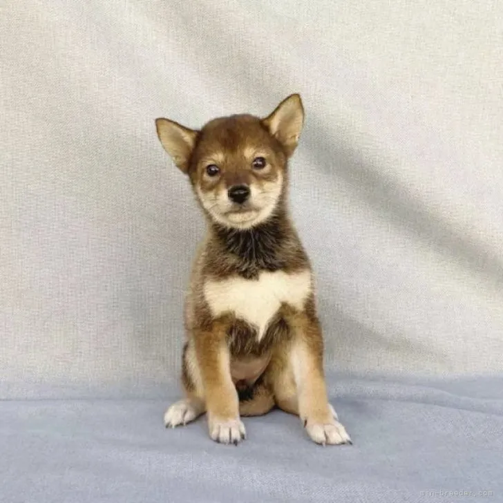 ID：2308-05774の子犬