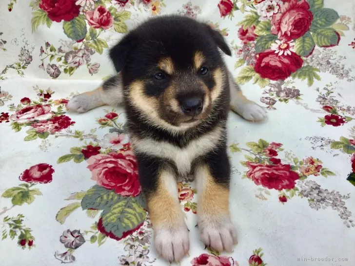 ID：1809-01827の子犬