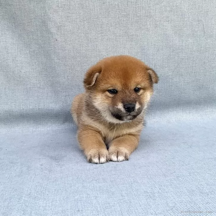 ID：2403-03032の子犬