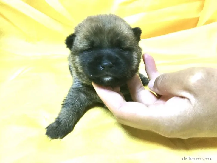 ID：2006-00959の子犬