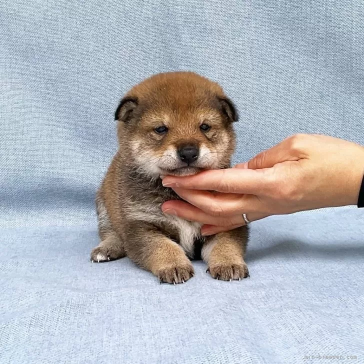 ID:2404-02878の子犬
