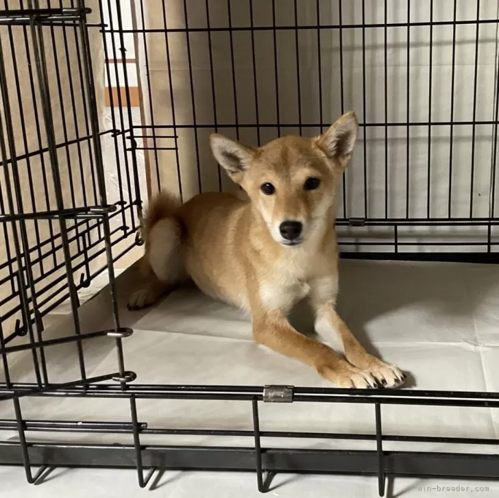 ID：2309-01338の子犬