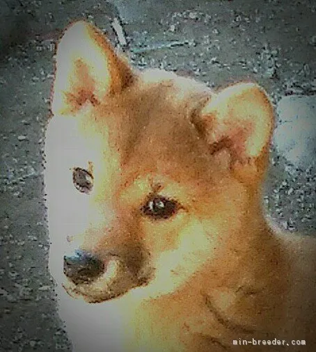 ID:1801-00471の子犬