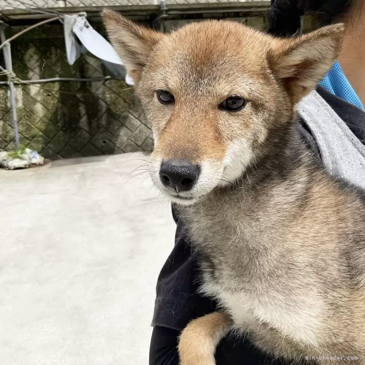 ID:2404-00267の子犬