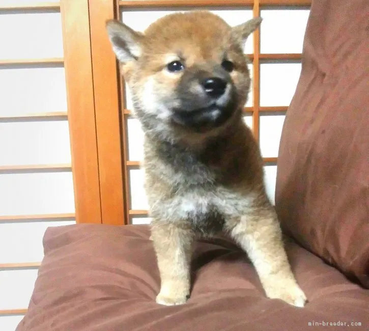 ID：1711-02201の子犬