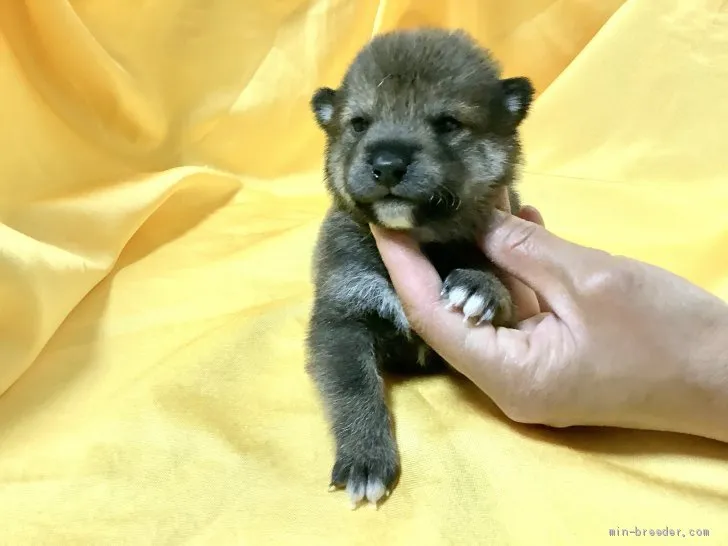 ID:2105-00543の子犬