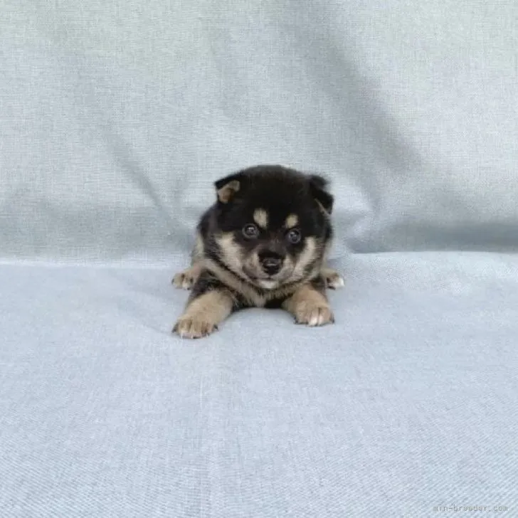 ID：2307-00106の子犬