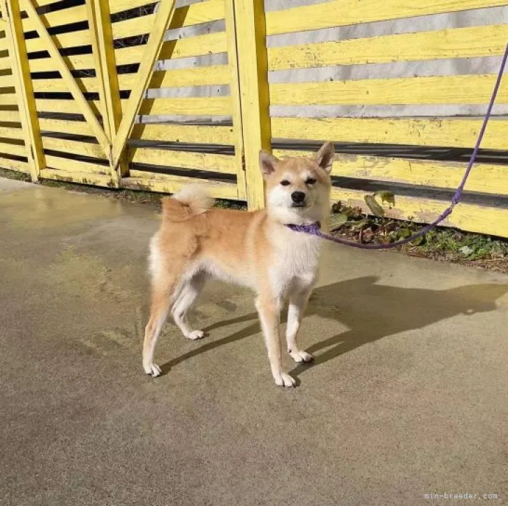 ID:2210-03903の子犬