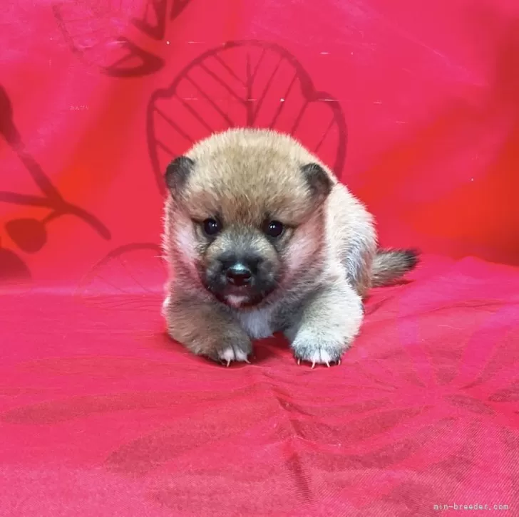 ID：2406-06142の子犬