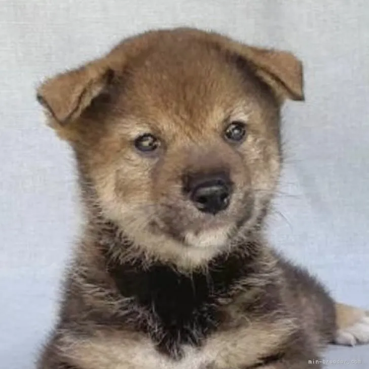 ID:2307-03443の子犬