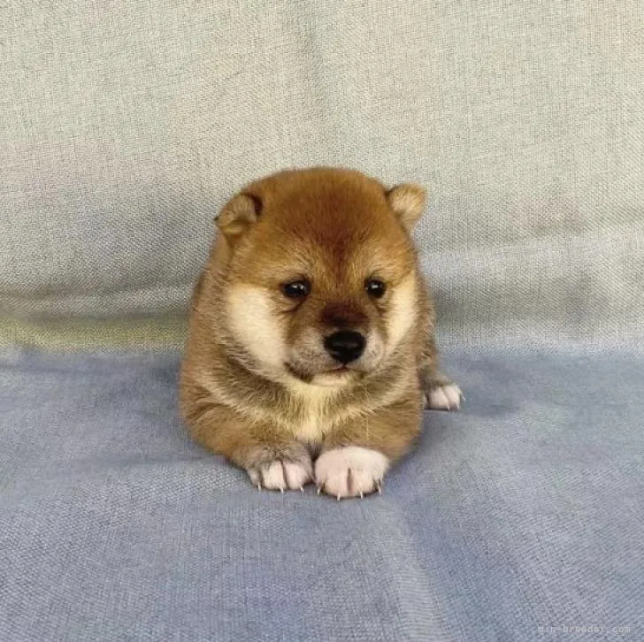 ID:2210-03377の子犬