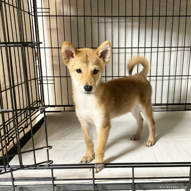 ID：2309-01330の子犬