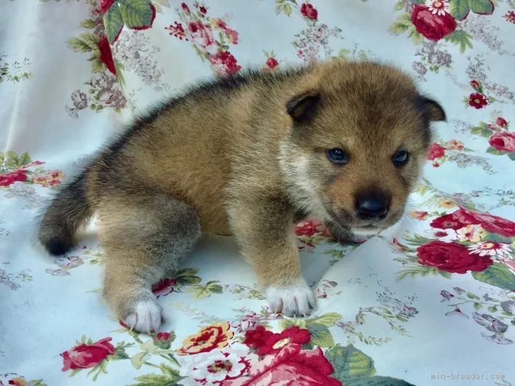 ID：1807-01564の子犬